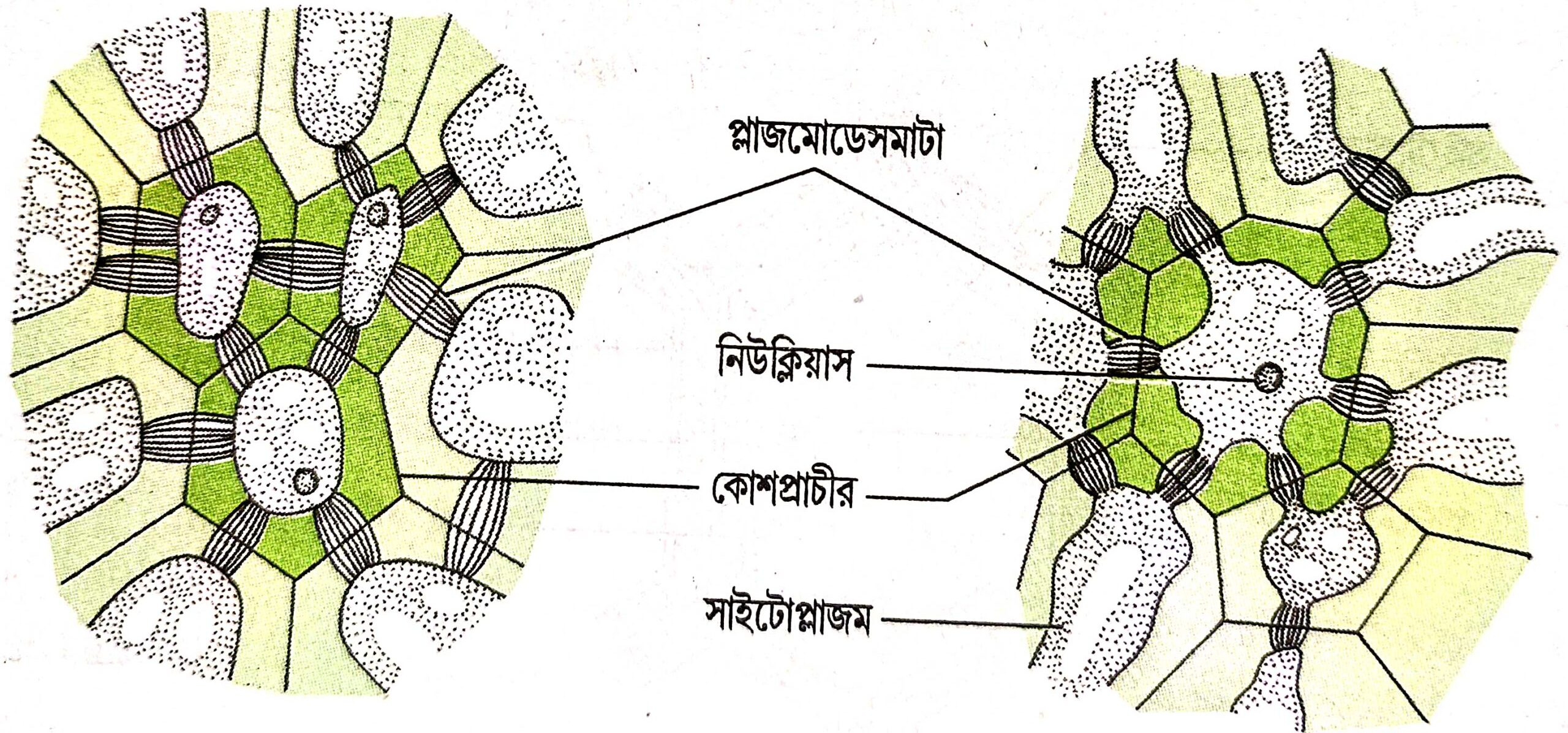 Definition of Plasmodesmata in Bengali